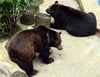 Bärengehege mit Aiko und Toni in Droyßig 