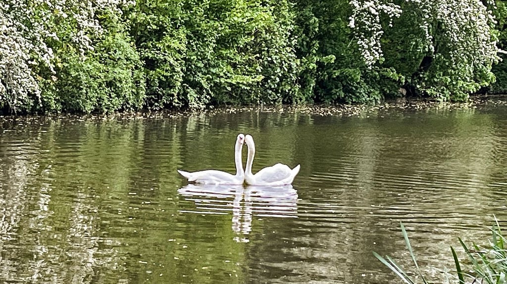 Dagmar und Hermine, die beiden Schwanendamen, auf dem Zeitzer Schwanenteich