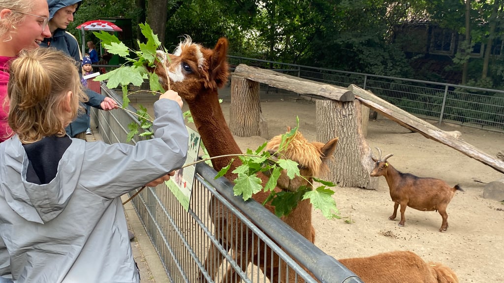 Füttern unter Aufsicht erlaubt war an einigen Gehegen des Halberstädter Tiergartens bei den Showfütterungen zum diesjährigen Tiergartenfest am 17. August.