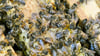 Die Bienen sind immer in Bewegung. (Archivbild)