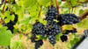 Wein wird in Thüringen auf einer Fläche von 138 Hektar angebaut. (Archivfoto)