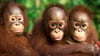 Auch jeder Einzelne kann einiges tun, um Orang-Utans zu schützen.