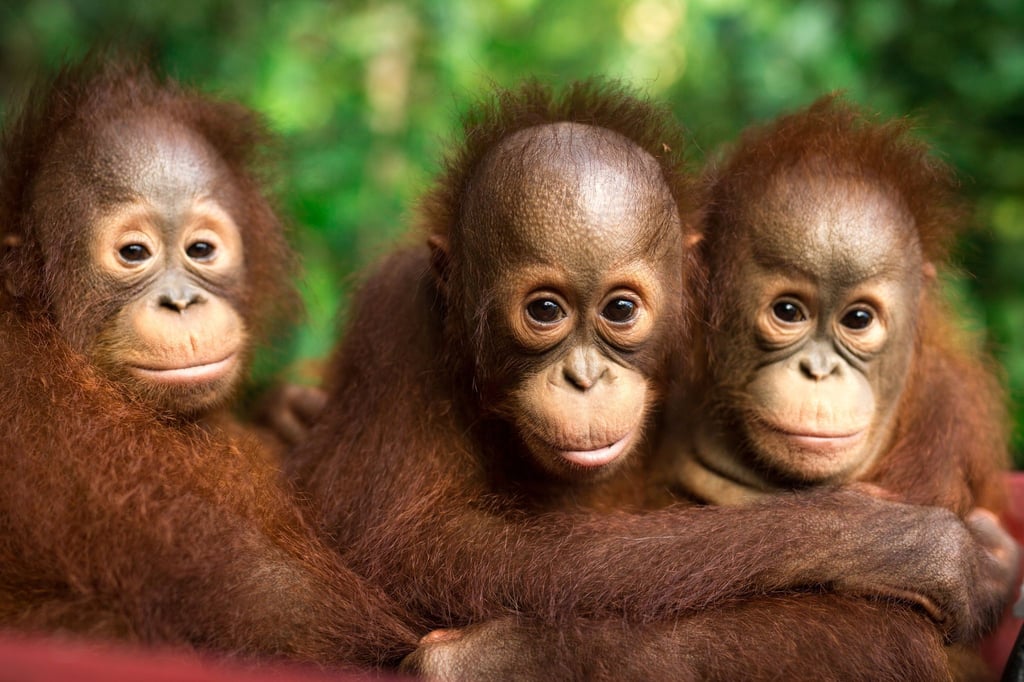 Auch jeder Einzelne kann einiges tun, um Orang-Utans zu schützen.