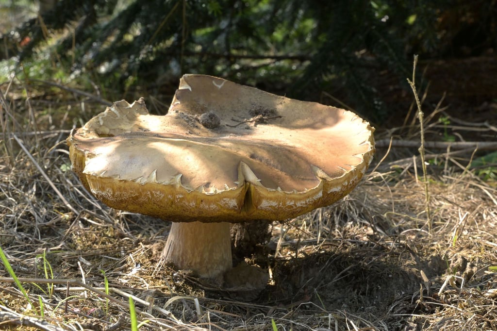 Es ist die Zeit, in der Pilzsammler wieder ausströmen. Aber nicht alle Pilze darf man essen.
