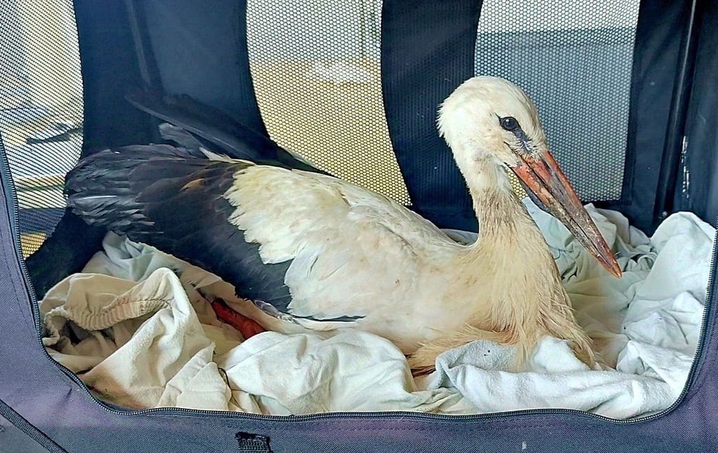 Am 7. August fand Karsten Peterlein den verletzten Storch in Balditz, ließ ihn noch am selben Tag in Leipzig untersuchen.