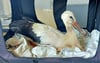 Am 7. August fand Karsten Peterlein den verletzten Storch in Balditz, ließ ihn noch am selben Tag in Leipzig untersuchen.