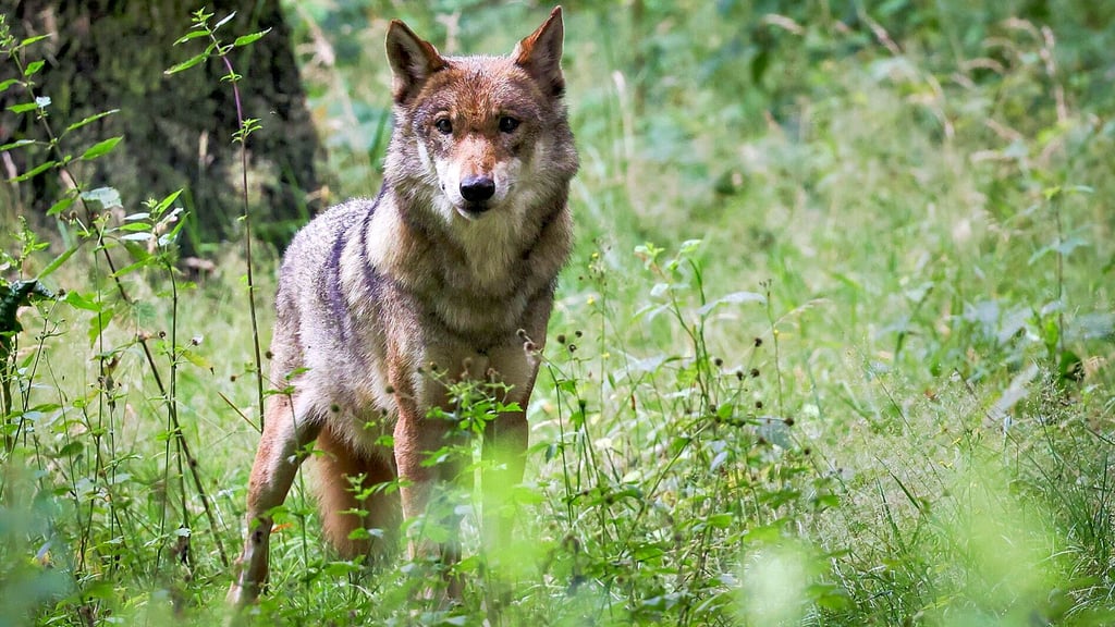 Das Land Niedersachsen hat einen Wolf zum Abschuss freigegeben, der auch im Bereich Walbeck Damwild in einem Gehege gerissen haben soll. Noch ist das Tier allerdings nicht erlegt.