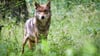 Das Land Niedersachsen hat einen Wolf zum Abschuss freigegeben, der auch im Bereich Walbeck Damwild in einem Gehege gerissen haben soll. Noch ist das Tier allerdings nicht erlegt. 