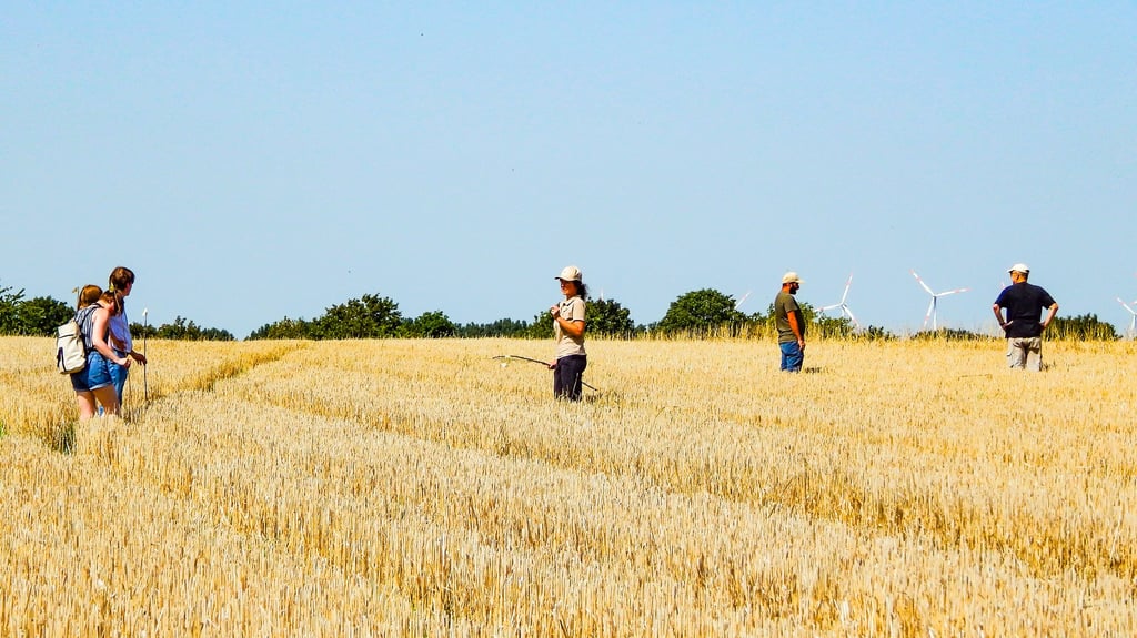 Der stellvertretende Bundesvorsitzende der Grünen, Heiko Knopf, ist während seiner Sommertour zusammen mit anderen Parteimitgliedern und Vertretern der Deutschen Wildtier Stiftung auf dem Feld von Kay Brüggemann in Mammendorf, um die Population von Feldhamstern zu kartografieren.