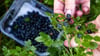 Blaubeeren werden gern in Thüringens Wäldern gesammelt. (Archivbild)