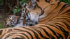 Einer der Tiger im Zoo Magdeburg ist umgezogen. (Symbolbild)