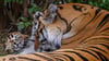 Einer der Tiger im Zoo Magdeburg ist umgezogen.&nbsp;