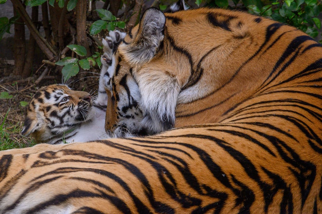 Einer der Tiger im Zoo Magdeburg ist umgezogen. (Symbolbild)