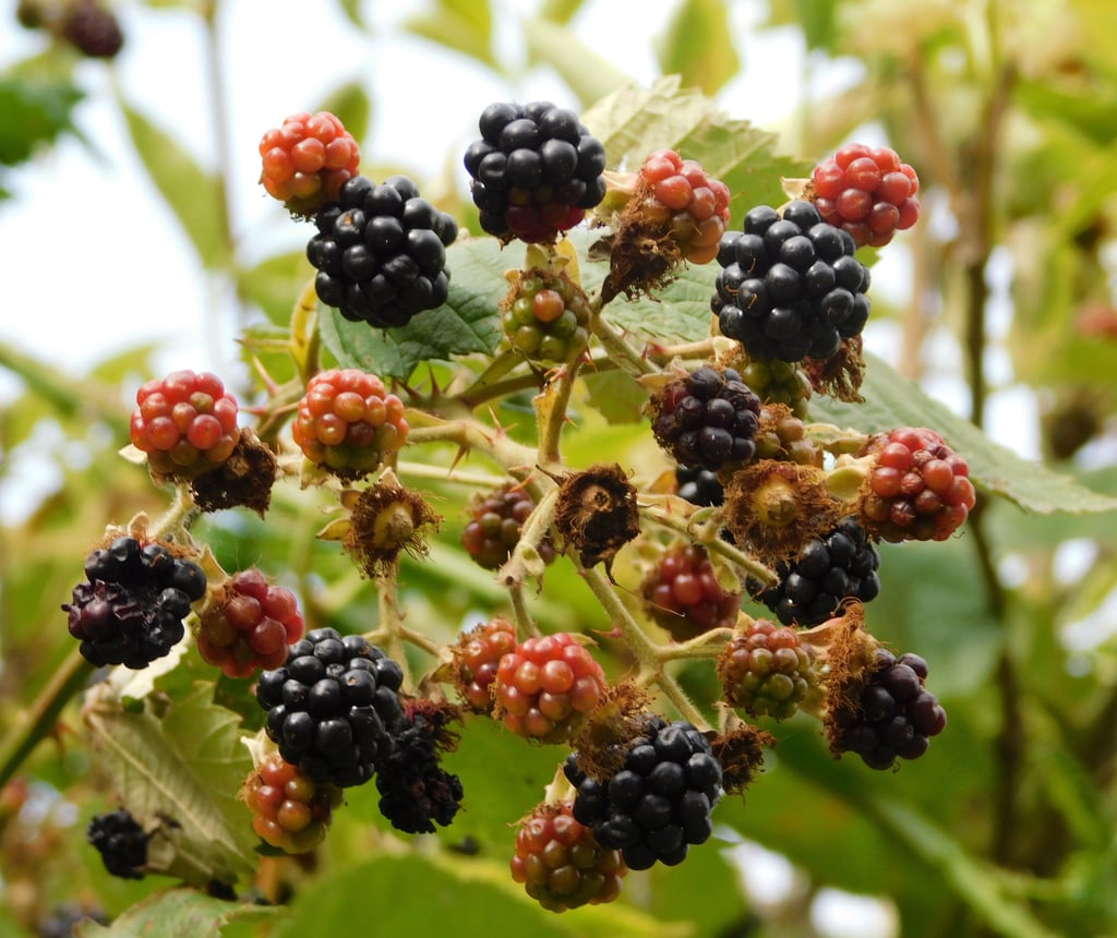 Die Brombeeren werden auch reif.