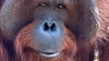 Orang-Utans teilen 97 Prozent ihres Erbguts mit den Menschen und sind sehr intelligent. (Archivbild)