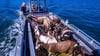Per Boot werden die 22 tierischen Landschaftspfleger auf die Vogelschutzinsel Walfisch in der Wismarbucht gebracht.