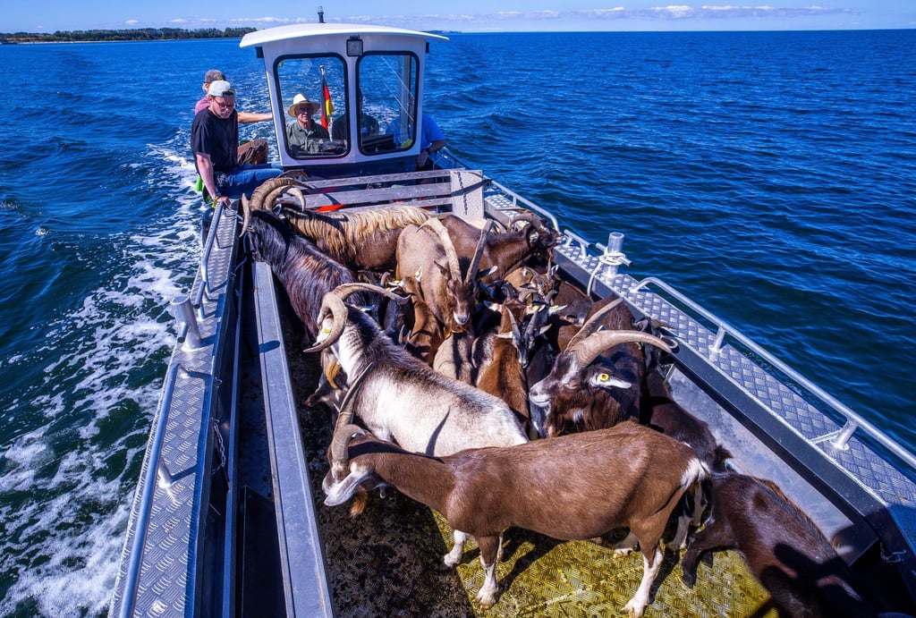 Per Boot werden die 22 tierischen Landschaftspfleger auf die Vogelschutzinsel Walfisch in der Wismarbucht gebracht.