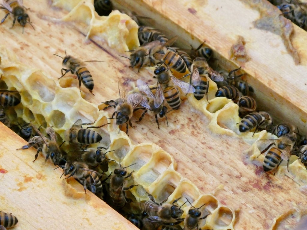 Mehrere Honigbienen sind an einem Bienenstock. (Symbolbild)