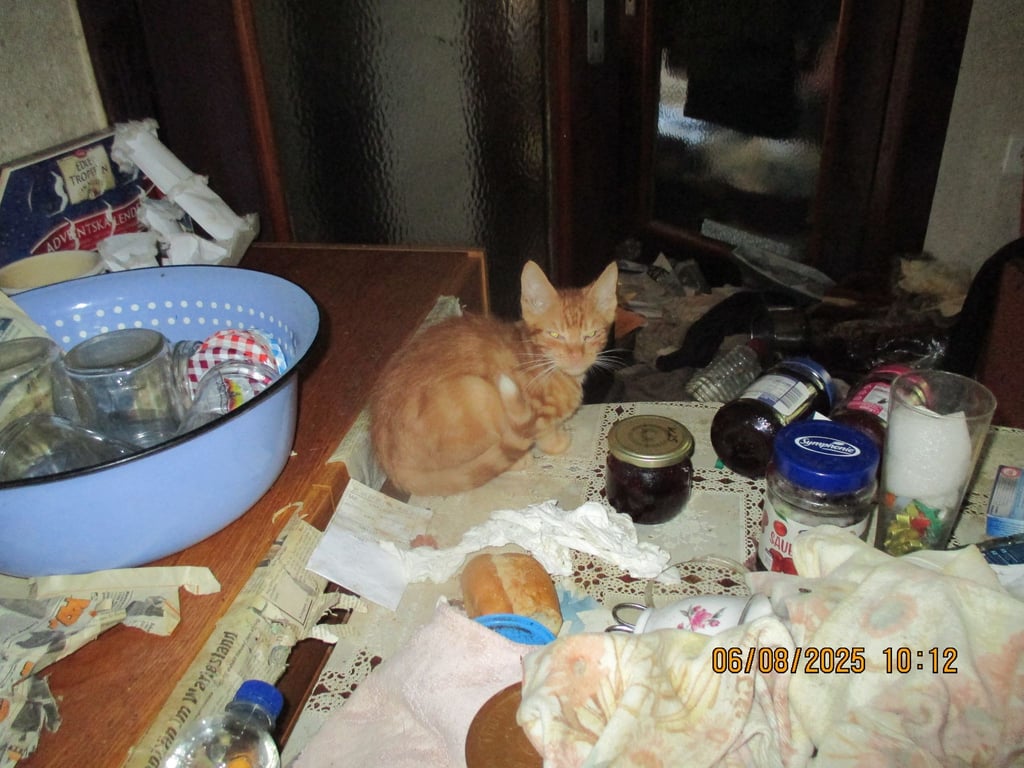 Das Tier gehört zu den insgesamt 26 verwahrlosten Katzen, die Veterinäramtsmitarbeiter vor einigen Tagen im Landkreis Saalfeld-Rudolstadt aus zwei Wohnhäusern gerettet haben.