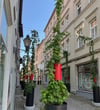 Der Hopfen wächst noch  bis 2029 in der Kramerstraße. 