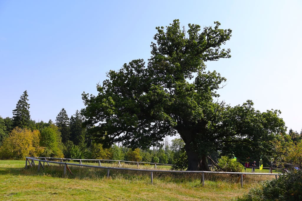 Eine beeindruckende Trauben-Eiche, botanischer Name Quercus petraea, auf der Hohnewiese unweit von Drei Annen Hohne im Harz.