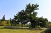 Eine beeindruckende Trauben-Eiche, botanischer Name Quercus petraea, auf der Hohnewiese unweit von Drei Annen Hohne im Harz.