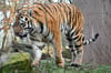 Tiger Kratz hat im Zoo Magdeburg erfolgreich für Nachwuchs gesorgt. Jetzt muss er den Zoo verlassen.