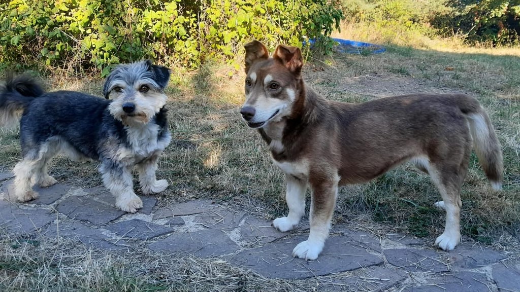 Emma (r.) lebte in Rumänien auf der Straße und wurde gerettet. Jetzt müsste die Hündin, die inzwischen im Harz lebt, noch mal gerettet werden - mit einer OP.