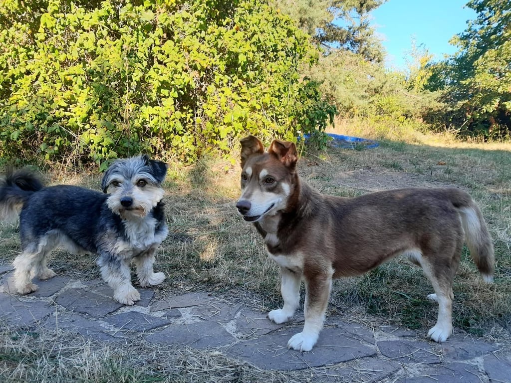 Emma (r.) lebte in Rumänien auf der Straße, wurde gerettet. Jetzt müsste die Hündin noch mal gerettet werden - mit einer OP.
