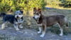 Emma (r.) lebte in Rumänien auf der Straße und wurde gerettet. Jetzt müsste die Hündin, die inzwischen im Harz lebt, noch mal gerettet werden - mit einer OP.