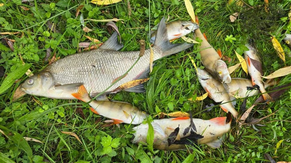 Ähnlich wie hier am Stadtsee in Stendal waren kürzlich auch im Tauben Aland zwischen Werben und Seehausen mehr als 100 tote Fische zu finden.