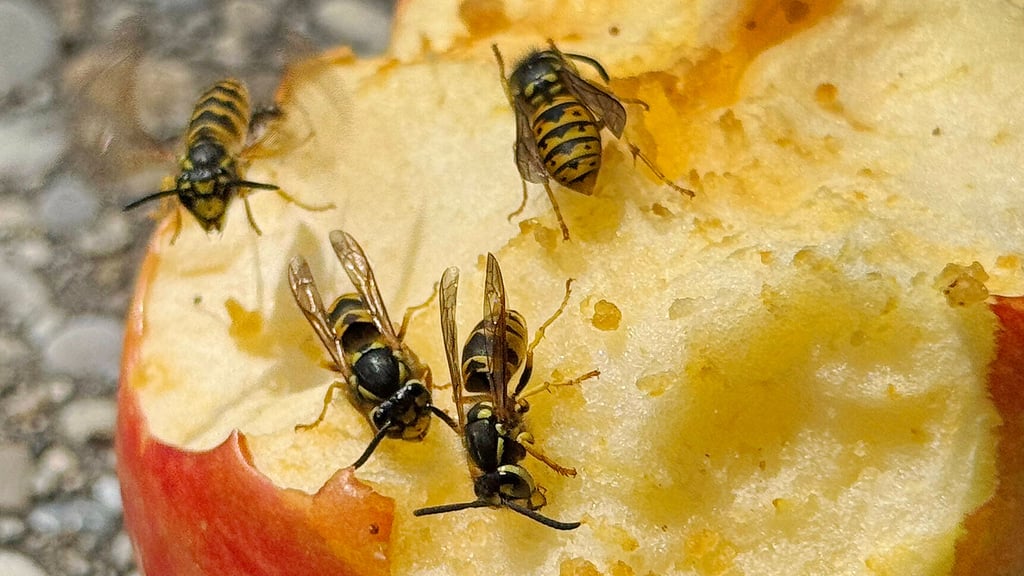 Wespen sind am Esstisch ungebetene Gäste. Für den richtigen Umgang mit den Tieren gibt der Naturschutzbund hilfreiche Tipps.