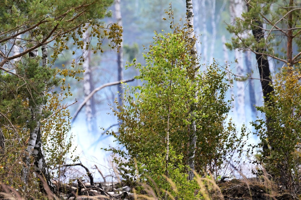 Die Waldbrandgefahr in Brandenburg ist wieder leicht gestiegen. (Symbolbild)