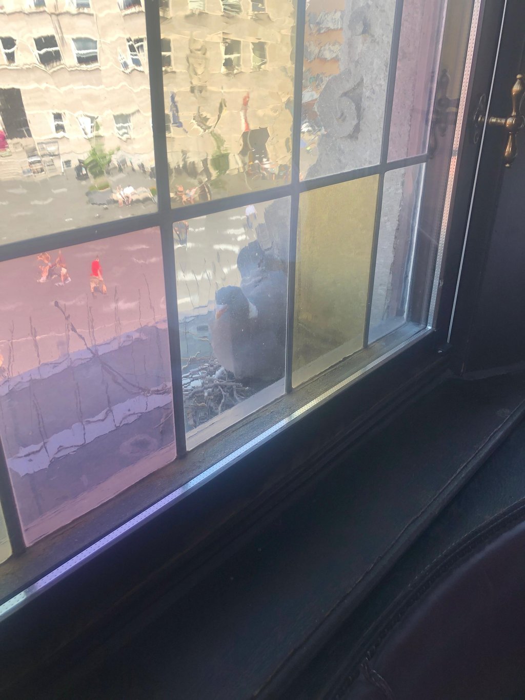 Trotz getöntem Glas gut zu erkennen: Die Taube, die vor einem Fenster am Stadthaus nistet.