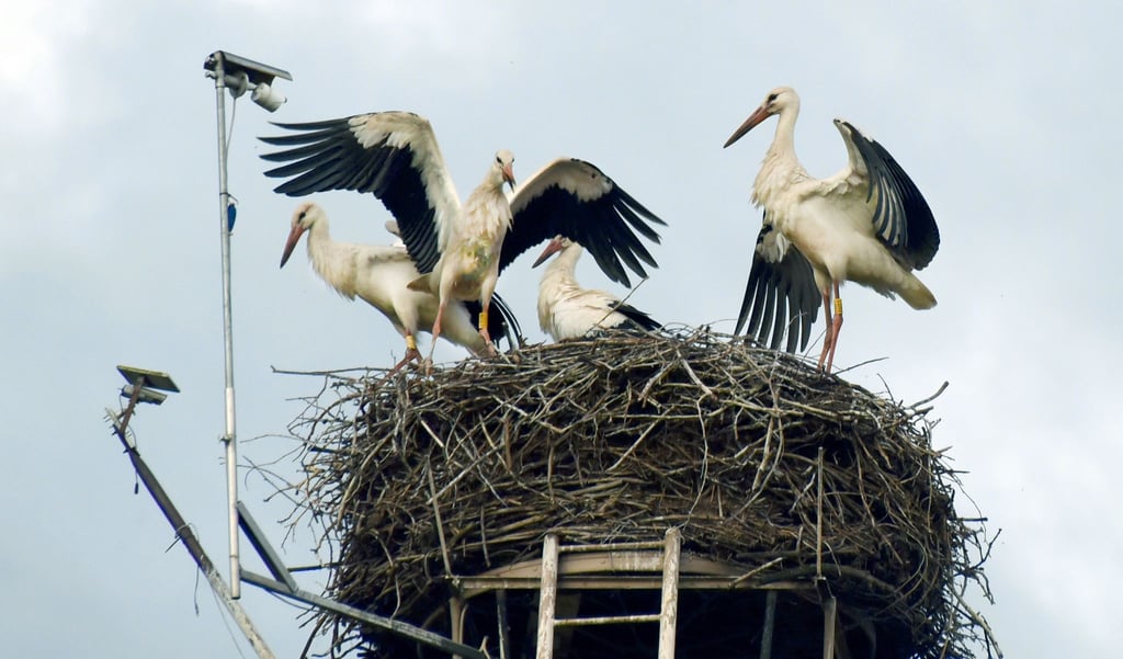 In Sachsen flogen die ersten Störche dieses Jahr schon Mitte Juni los. (Archivbild)