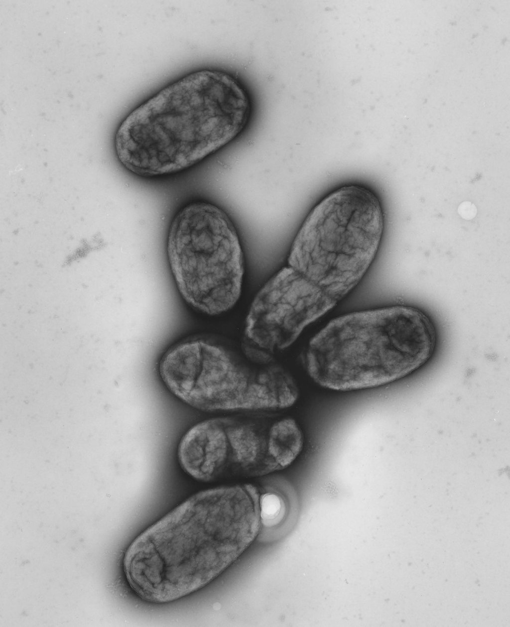 Das Pestbakterium Yersinia pestis