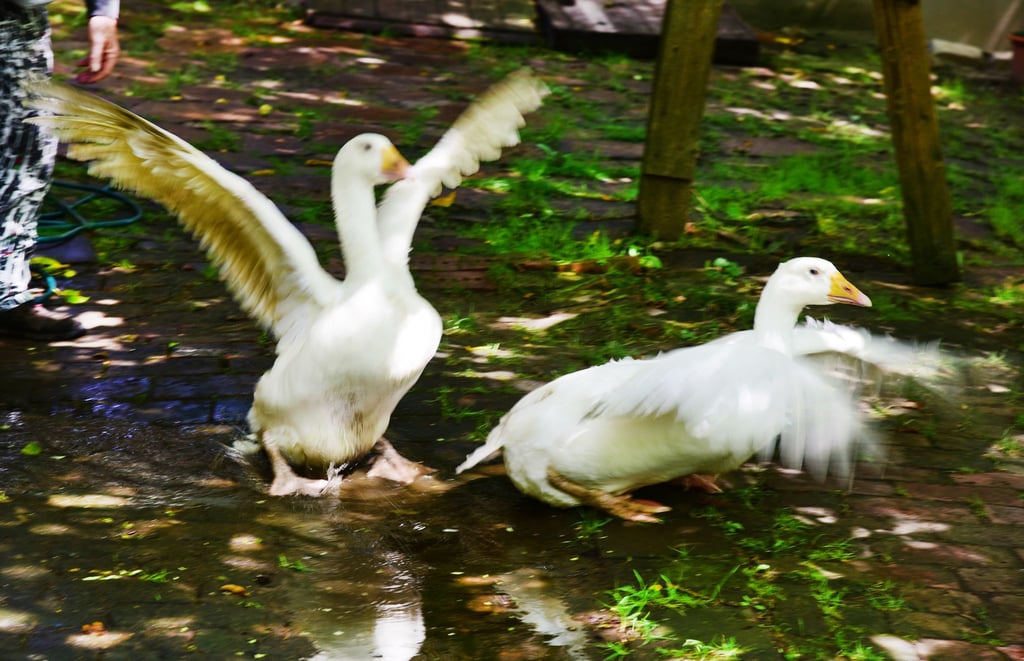 Unter anderem um seine Gänse bangt ein älterer Mann nach der Beschwerde eines Nachbarn. (Symbolfoto)