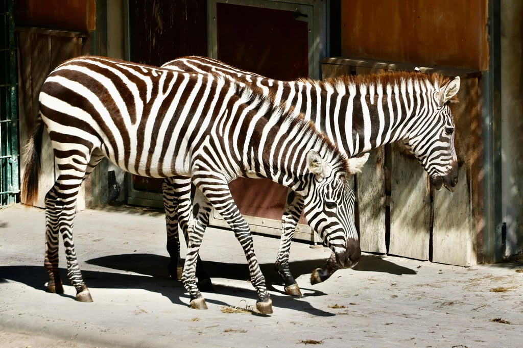 Ein Streifen, kein Streifen: Die beiden jungen Böhm-Steppenzebra-Damen fühlen sich wohl in ihrem neuen Quartier auf dem Reilsberg.