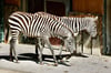 Ein Streifen, kein Streifen: Die beiden jungen Böhm-Steppenzebra-Damen fühlen sich wohl in ihrem neuen Quartier auf dem Reilsberg. 