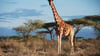 Eine Netz-Giraffe im Samburu National Park, Kenia.