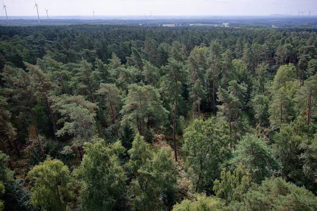 In Sachsen-Anhalt herrscht Waldbrandgefahr. (Symbolbild)