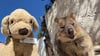 Jack erlebt große Abenteuer - so ließ er sich mit einem einheimischen Quokka auf Rottnest Island fotografieren.