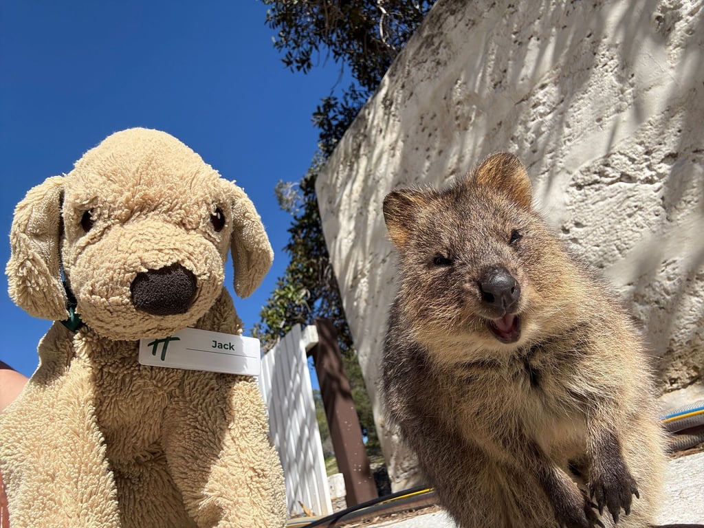 Jack erlebt große Abenteuer - so ließ er sich mit einem einheimischen Quokka auf Rottnest Island fotografieren.