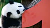 Vor einem Jahr kamen die Pandabären Leni und Lotti zur Welt.