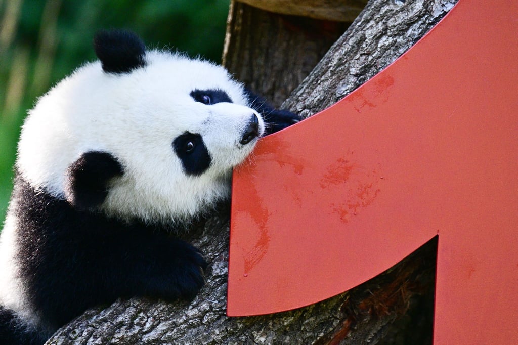 Vor einem Jahr kamen die Pandabären Leni und Lotti zur Welt.