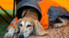 Kann der Hund nicht allein zu Hause bleiben, kann man ihm abseits des Festivaltrubels ein angenehmes Plätzchen bereiten – zum Beispiel mit seiner Lieblingsdecke.