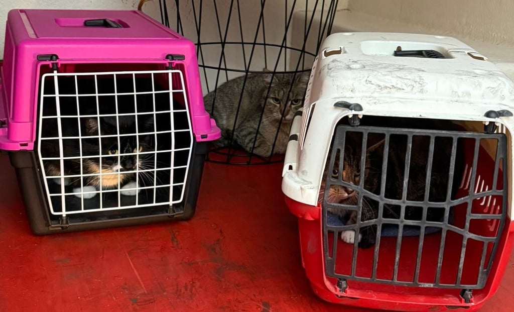 Die von der Feuerwehr Magdeburg geretteten Katzen.