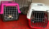Die von der Feuerwehr Magdeburg geretteten Katzen. 