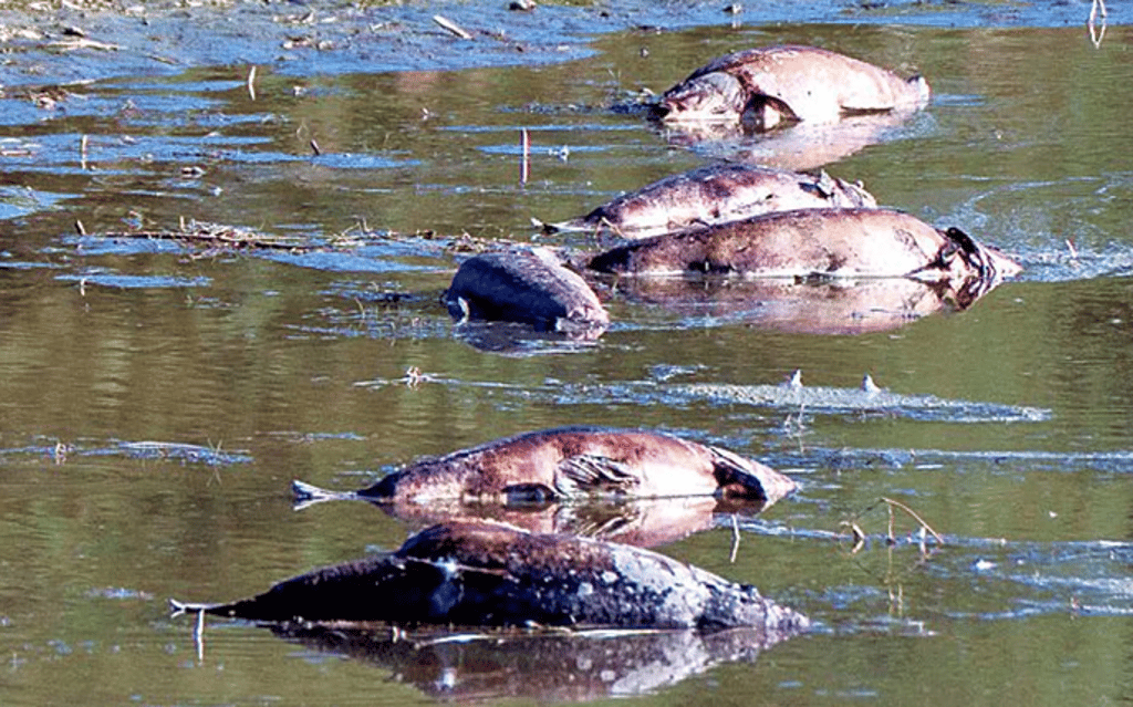Hohe Verdunstung und Versickerung sowie fehlender Zufluss von Wasser haben zu einem Sinken des Wasserspiegels im Rückhaltebecken Ladeburg geführt. Das Resultat: Massives Fischsterben.