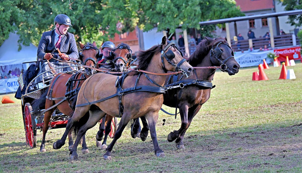 Die Vierspänner-Ponys geben richtig Gas beim Hindernisfahren.